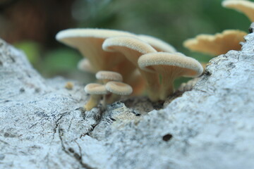 Mushrooms on a wood in the forest. Wild mushrooms on a tree stump. live by absorbing plant organic matter
