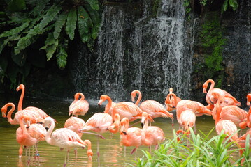 flamingos