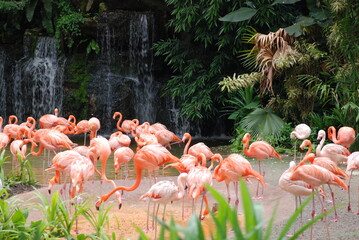 Naklejka na ściany i meble flamingos