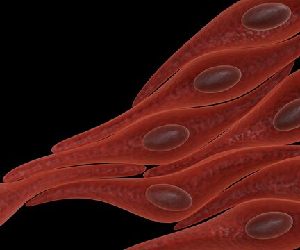 A smooth muscle cell is a spindle-shaped myocyte with a wide middle and tapering ends, and a single nucleus. Isolated 3d rendering