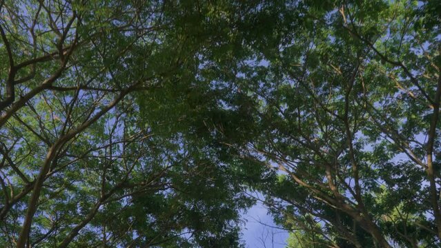 A bottom-up view of the beautiful crowns of trees with green leaves against blue sky on a sunny day. Camera moves smoothly taking pictures of branches of trees of summer garden park. smooth movement