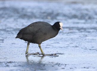 Eurasian coot