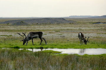 Naklejka na ściany i meble Reindeer in the south of Iceland