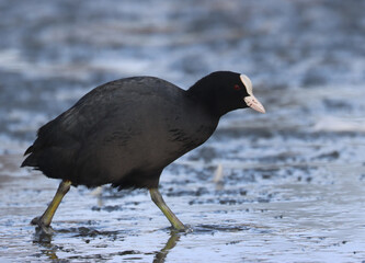 Eurasian coot