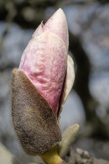 very big bud of a magnolia in springtime