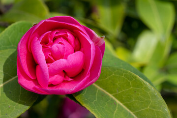 detailed flower of a red camelia