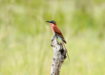 Bird sitting on a tree in Botswana