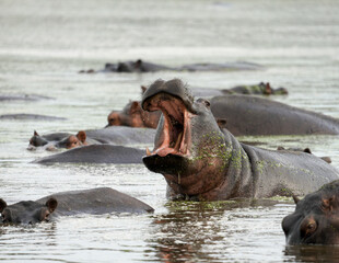 Hippo in Botswana