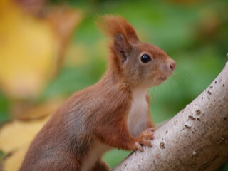 Naklejka na ściany i meble Little brown squirrel/Eichhörnchen is climbing up a tree