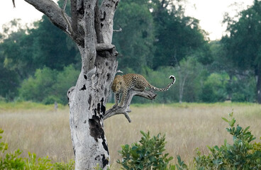 Leopard on a tree in Botswana
