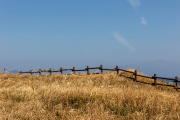 Blue sky and tree fence trail