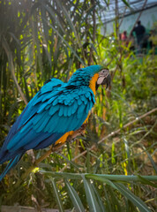 African Parrot..