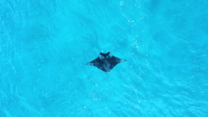 Manta Ray swims in the azure sea. View from above. Shot from a drone. Beautiful clean photo is suitable for blog, article, advertisement, store, wallpaper or background.