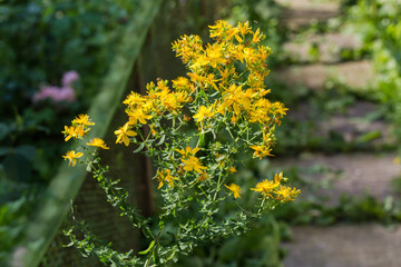 Stem of blooming St John's wort on a blurred background