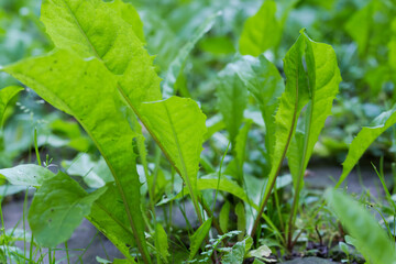 Leaves of herbaceous plants growing from a rosette, bottom view