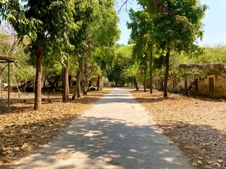 Empty road, straight asphalt under the trees