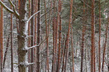 Fragment of the pine forest during a snowfall