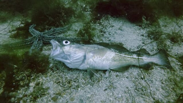 Time lapse, Starfish finds dead Cod fish on Seabed in daytime. Spiny Starfish (Marthasterias glacialis) eating dead fish Atlantic cod (Gadus morhua)