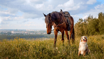 An Aussie dog and a brown horse look at each other meet on the street in the summer in a village in a meadow Concept of friendship products for animals