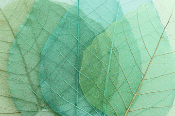 Naklejka na ściany i meble Colorful transparent and delicate skeleton leaves
