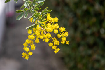 黄色く丸い小さな花が可愛いミモザ（アカシア）