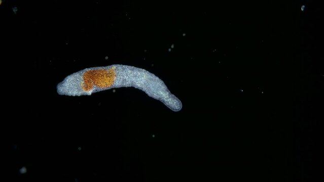 Worm Polychaeta family Ctenodrilidae under a microscope, Order Terebellida. Possibly Ctenodrilus. Detritophages consuming detritus. Indian ocean
