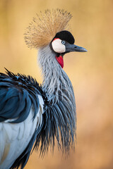 grey crowned crane balearica portrait