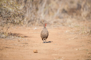 Swainson's spurfowl running down a road