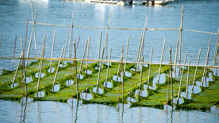 Fototapeta premium 青海苔の養殖いかだ（英虞湾）横長サイズ