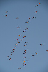 Flamencos en la Albufera de Valencia (España)