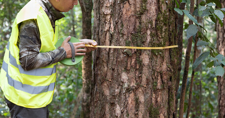 Forestry worker is measuring trunk of pine to analysis and research about growth of tree in forest....