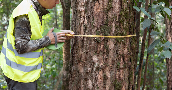 Forestry worker is measuring trunk of pine to analysis and research about growth of tree in forest. Natural resource monitoring.