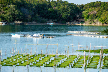 青海苔の養殖いかだ（英虞湾）