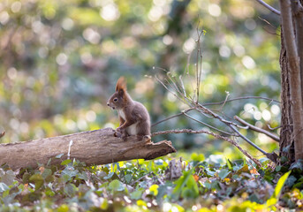 Portät eines braunen Eichhörnchen am Waldboden