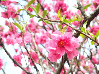 満開のピンクの花桃