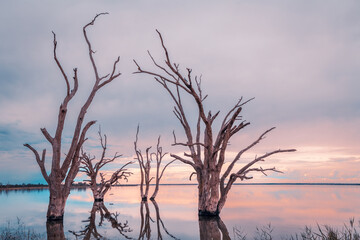 Lake Bonney dead trees growing out of the water at dusk, South Australia