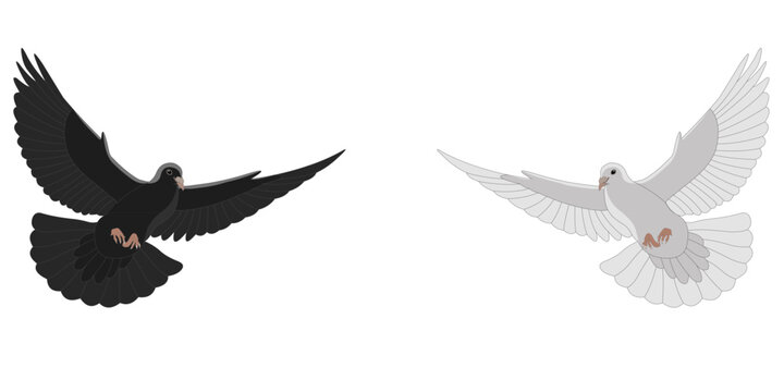 Colombes blanche et noire en vol	