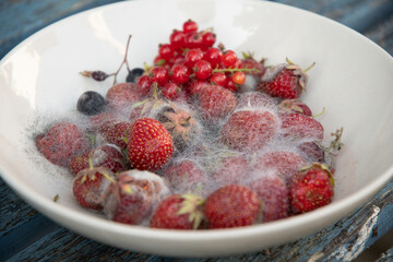 various threads of mold in a plate with berries, violation of food storage