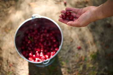 View from above of the hand of unrecognizable woman farmer, throwing freshly picked cherries into a metal bucket with fresh harvest of organic mature juicy cherry berries, in eco orchard