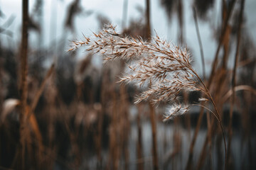 Fototapeta premium Gras