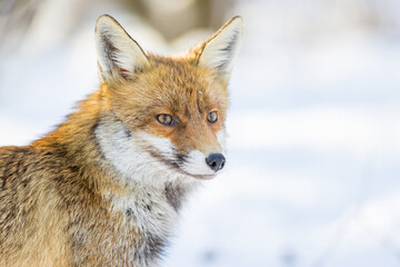 Red Fox (Vulpes vulpes) in winter time . Wildlife scenery.