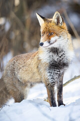 Red Fox (Vulpes vulpes) in winter time . Wildlife scenery.