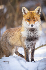 Red Fox (Vulpes vulpes) in winter time . Wildlife scenery.