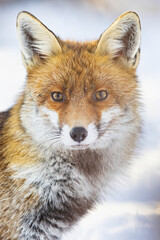 Red Fox (Vulpes vulpes) in winter time . Wildlife scenery.