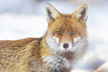 Red Fox (Vulpes vulpes) in winter time . Wildlife scenery.