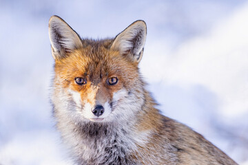 Red Fox (Vulpes vulpes) in winter time . Wildlife scenery.