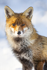 Red Fox (Vulpes vulpes) in winter time . Wildlife scenery.