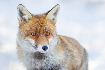 Red Fox (Vulpes vulpes) in winter time . Wildlife scenery.
