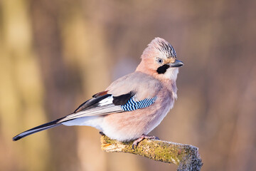Dendrocopos major, Great spotted woodpecker . Wildlife