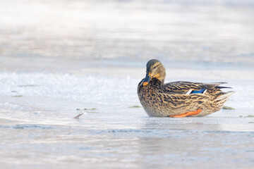 The Mallard , wild duck (Anas platyrhynchos) at winter time, frozen river. wildlife